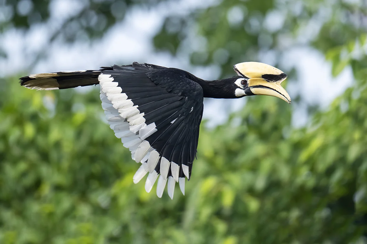 Oriental Pied-Hornbill