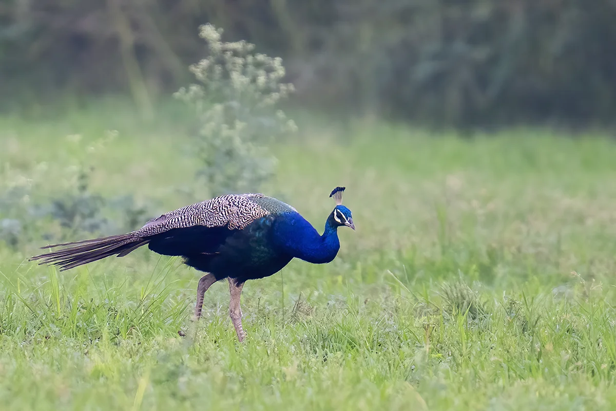 Indian Peafowl