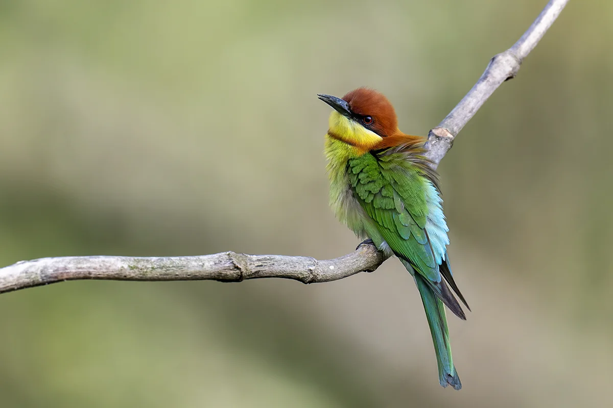 Chestnut-headed Bee-eater